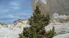 Juniperus macrocarpa
