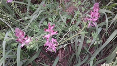 Fumaria officinalis officinalis