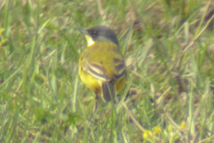 Motacilla flava thunbergi