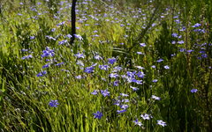 Aristea palustris