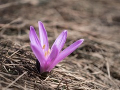 Colchicum bulbocodium