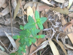Gonocarpus teucrioides
