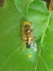 Eristalinus taeniops