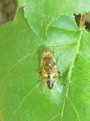 Eristalinus taeniops