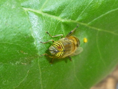 Eristalinus taeniops