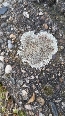 Protoparmeliopsis muralis