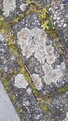 Protoparmeliopsis muralis