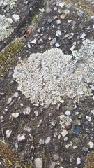 Protoparmeliopsis muralis