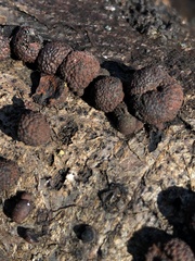 Annulohypoxylon thouarsianum