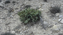 Juniperus macrocarpa