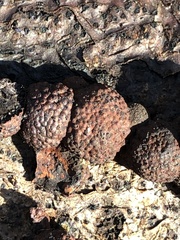 Annulohypoxylon thouarsianum