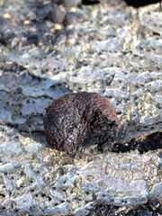 Annulohypoxylon thouarsianum