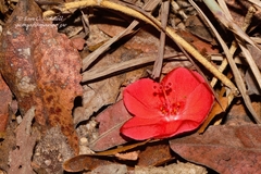 Image of Hibiscus rhodanthus