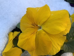 Viola × wittrockiana
