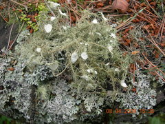 Usnea florida