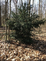 Taxus baccata