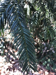 Taxus baccata