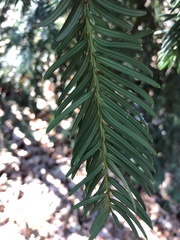 Taxus baccata
