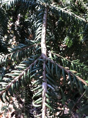 Taxus baccata