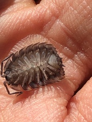 Oniscus asellus