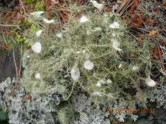 Usnea florida