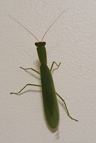 Photo of Australian Garden Mantis (Orthodera ministralis)