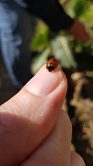 Coccinella septempunctata