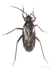 Cremnorrhinus basalis