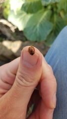Coccinella septempunctata