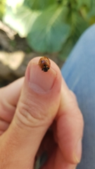 Coccinella septempunctata