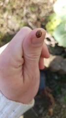 Coccinella septempunctata