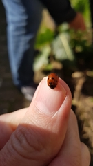 Coccinella septempunctata
