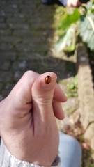Coccinella septempunctata
