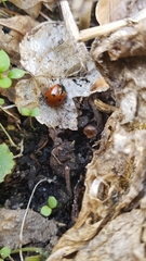 Coccinella septempunctata