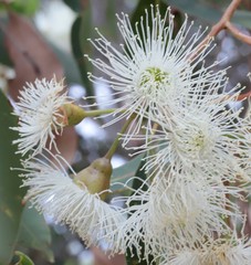 Corymbia calophylla