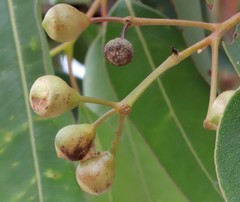 Corymbia calophylla