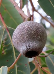Corymbia calophylla