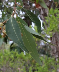 Corymbia calophylla