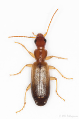 Paradromius