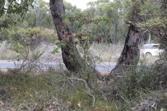 Corymbia calophylla