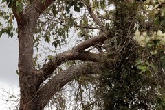Corymbia calophylla