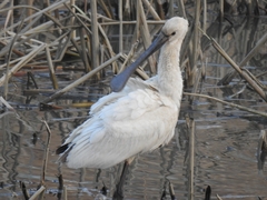 Platalea leucorodia
