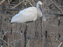 Platalea leucorodia