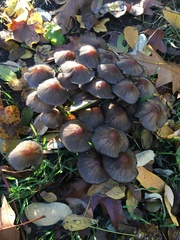 Psathyrella bipellis