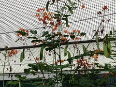 Caesalpinia pulcherrima