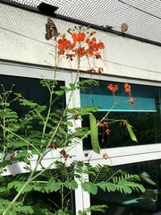 Caesalpinia pulcherrima