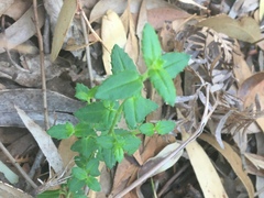 Gonocarpus teucrioides