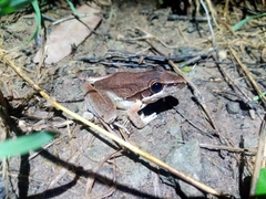 Litoria watjulumensis