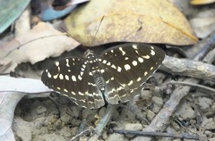 Lexias canescens