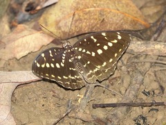 Lexias canescens